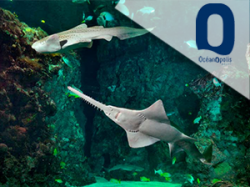 Oceanopolis (E-Billets)