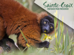 Parc Sainte Croix - Sarrebourg