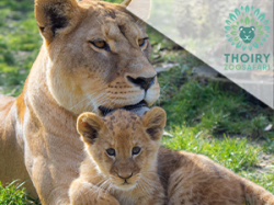 Zoo De Thoiry (E-Billets)